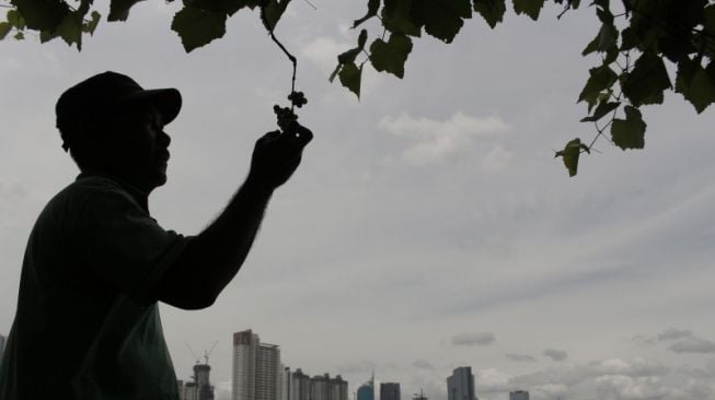 Konsep pertaniaan perkotaan atau "urban farming" menjadi solusi masyarakat Jakarta untuk bercocok tanam atau berkebun di tengah-tengah tingginya harga lahan di Ibu Kota.  [Antara/Aprillio Akbar/ama]