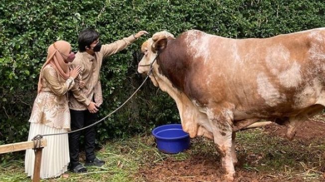 Atta Halilintar dan istrinya, Aurel Hermansyah bersama sapi kurban milik mereka [Instagram]