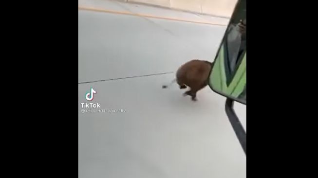 Heboh Babi Nyasar Masuk Jalan Tol, Malah Diajak Balapan dengan Pemobil