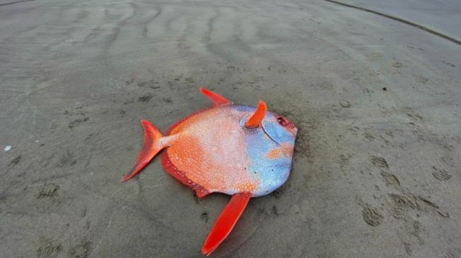 Ikan Opah, Moonfish. [Facebook/Seaside Aquarium]