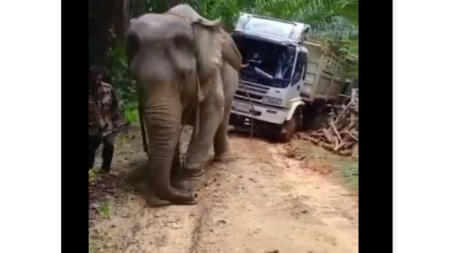 Truk terjebak di jalan berlumpur, cara evakuasinya jadi sorotan (Facebook)