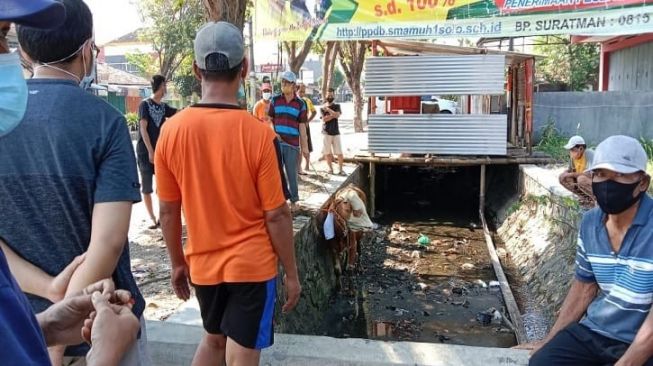 Berontak, Sapi Kurban Lepas Nyemplung Got di Jalan Solo-Tawangmangu 