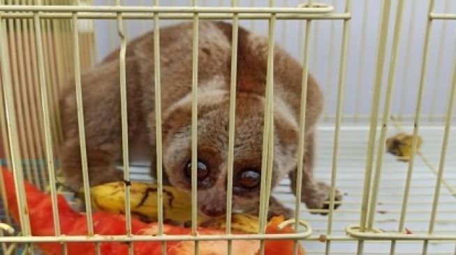 Jual Kukang Rp 7 Juta Per Ekor, 2 Pemuda Ditangkap di Parkiran Rumah Sakit
