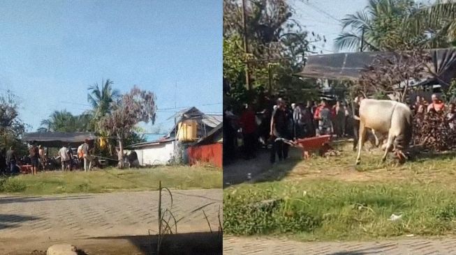 Bikin Kocar-kacir! Sapi Ngamuk Sebelum Disembelih, Pohon sampai Tumbang