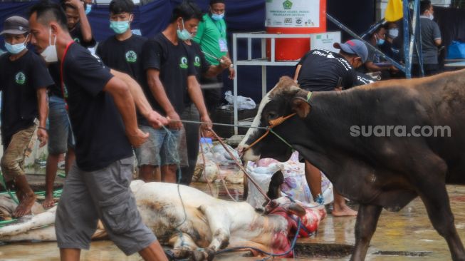 Petugas saat akan melakukan pemotongan hewan kurban untuk hari raya Idul Adha di Masjid Agung Al Azhar, Jakarta Selatan, Rabu (21/7/2021). [Suara.com/Alfian Winanto]