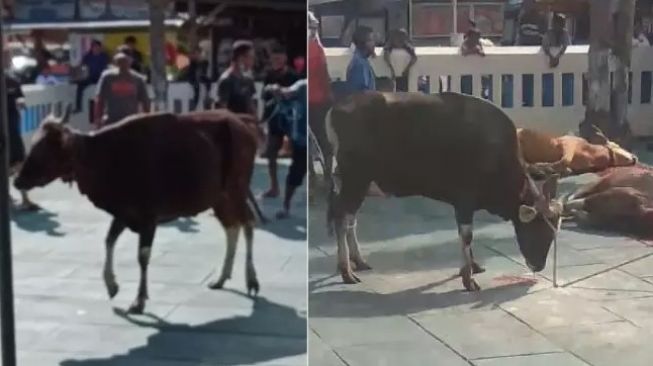 Viral Video Sapi Kurban Berdiri Tegak dan Berjalan Usai Disembelih