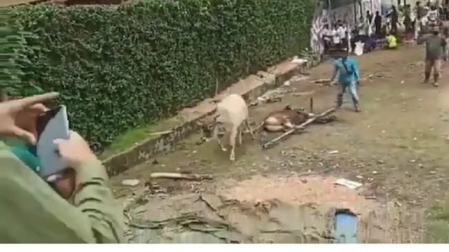 Viral Sapi Mengamuk dan Lari saat Mau Disembelih, Warga Bingung