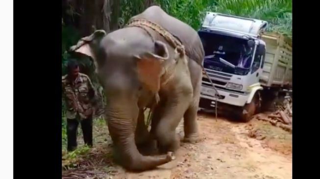 Gajah Sumatera Tertatih Tarik Truk di Jalan Lumpur, Netizen Murka