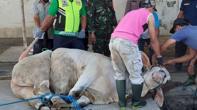 Berat Nyaris 1 Ton, 9 Jagal Kerja Keras Taklukan Sapi Kurban Jokowi di Masjid Agung Solo