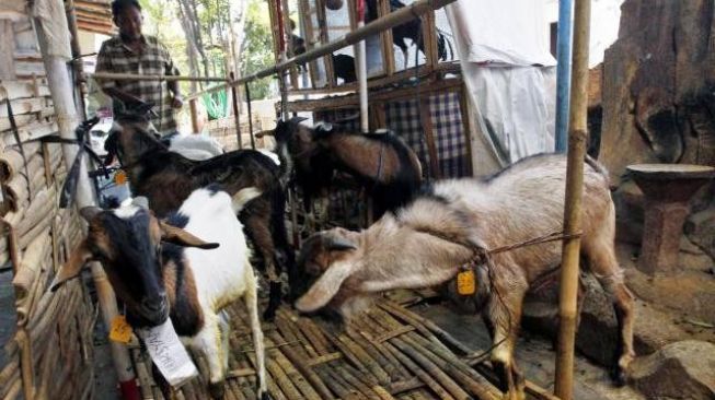 Sapi Kurban Berlimpah, Desa Pengkok Sragen Salurkan 91 Kambing ke Pacitan