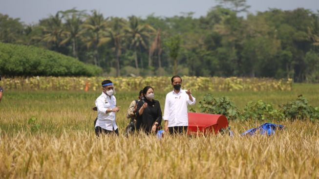 Stok Beras Nasional Aman, Panen Raya di Sejumlah Sentra Terus Berlangsung