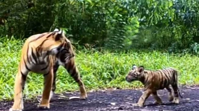 Viral Harimau Seolah Ikuti Pekerja Sawit di Inhil, Ini Kata BBKSDA Riau