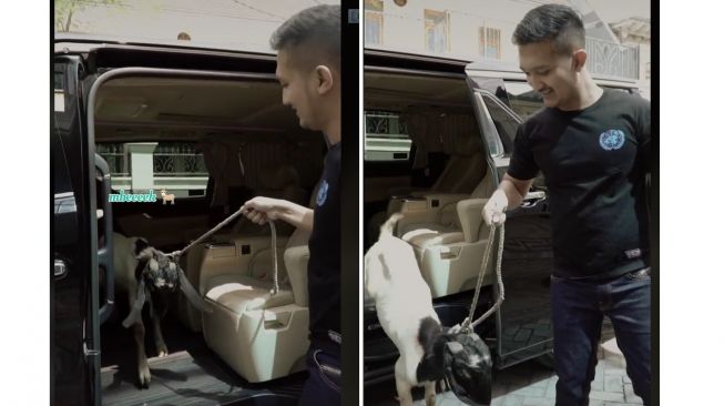 Seekor kambing diangkut menggunakan mobil mewah Toyota Alphard (TikTok)