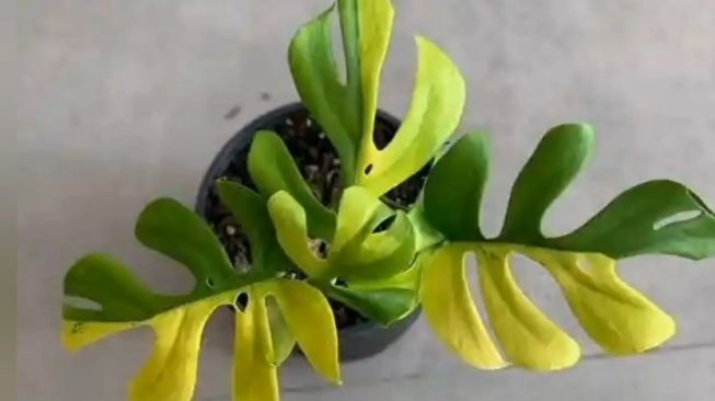 Philodendron Minima Variegata, jenis Philodendron termahal (YouTube/Rei Zahra)