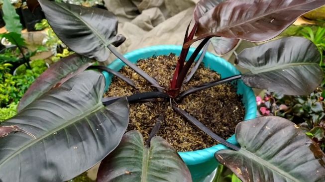 Philodendron Black Cardinal, jenis Philodendron termahal (YouTube/yf id)