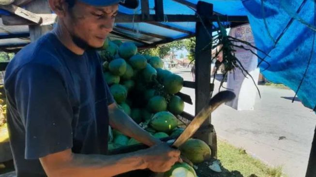 Diyakini Kurangi Efek Vaksin Covid-19, Pedagang Kelapa Muda di Pariaman Kebanjiran Pesanan