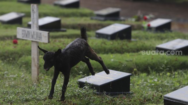 Seekor kambing mencari rumput di area pemakaman khusus COVID-19 di TPU Tegal Alur, Jakarta, Jumat (23/7/2021). [Suara.com/Angga Budhiyanto]