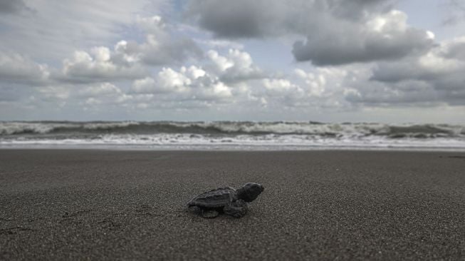 Tukik Penyu Lekang (Lepidochelys olivacea) dari konservasi penyu Nagaraja dilepasliarkan di Pantai Sodong, Desa Karangbenda, Adipala, Cilacap, Jateng, Jumat (23/7/2021). [ANTARA FOTO/Idhad Zakaria]