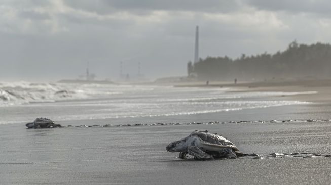 Tukik Penyu Lekang (Lepidochelys olivacea) dari konservasi penyu Nagaraja dilepasliarkan di Pantai Sodong, Desa Karangbenda, Adipala, Cilacap, Jateng, Jumat (23/7/2021). [ANTARA FOTO/Idhad Zakaria]