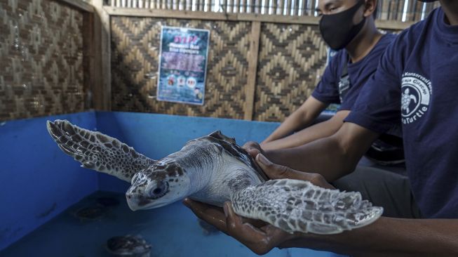 Salut! Nelayan Daerah Ini Rela Merusak Jaring Demi Selamatkan Nyawa Penyu