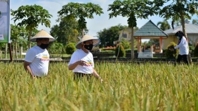 Syamsuar Tanam Padi di Rohul untuk Warga Miskin dan Cegah Stunting