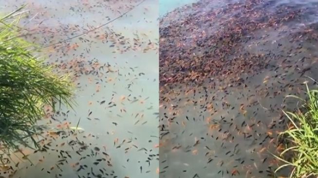 Viral Video Ribuan Ikan Mati Mengambang di Danau Batur Bali, Warganet Banjir Air Mata