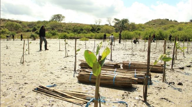 Dukung Keberlanjutan Ekowisata, 10 Ribu Bakau Ditanam di Mandalika