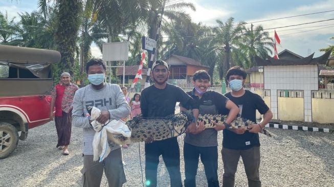 Berjemur di Pinggir Sungai, Buaya Muara Ditangkap Warga Pasaman Barat