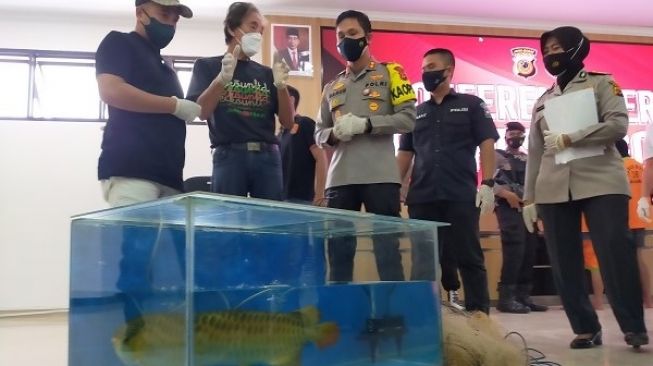 Empat Pegawai Curi Puluhan Ikan Arwana Super Red Senilai Rp 24 Miliar, Irfan Hakim Geram