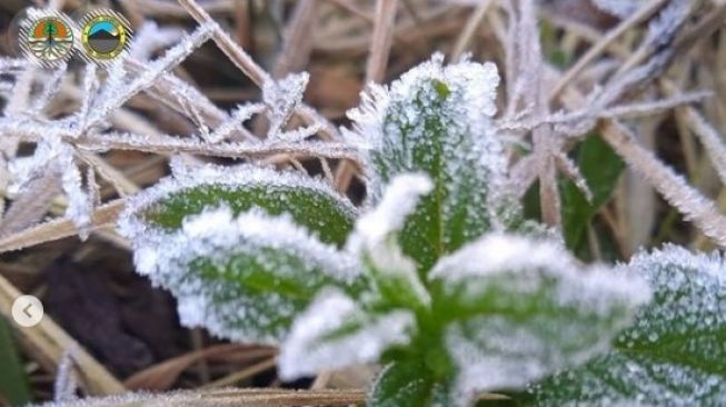 Suhu Terendah 0 Derajat, Fenomena Embun Es Menyelimuti Kawasan Bromo