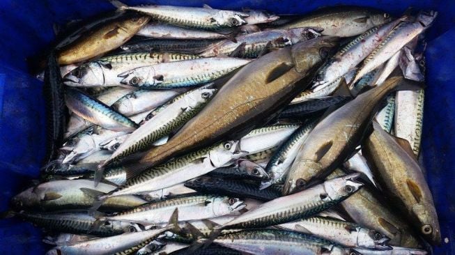 Batam Datangkan 13 Ton Ikan Kembung dari Jawa, Kadis Sebut Alasannya karena Ini