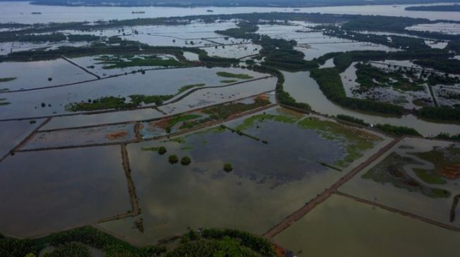 Deforestasi kawasan mangrove Delta Mahakam. [kaltimantaranews.com]