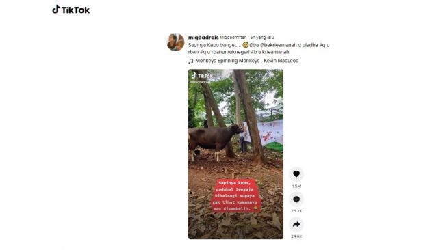 Aksi lucu sapi kurban. [TikTok]