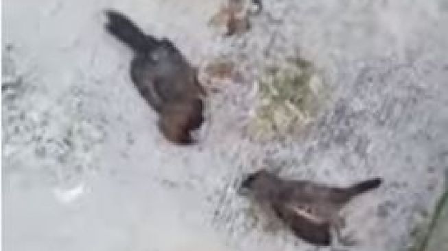 Geger Peristiwa Aneh di Sukabumi, Banyak Burung Mati Mendadak, Ada Fenomena Apa?