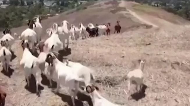 Kambing makan rumput kering di California [VOA]