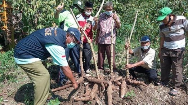 Mahasiswa Miskin Senang, Bayar Uang Kuliah di Universitas Muhammadiyah Maumere Pakai Singkong