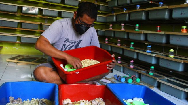 Peternak memberi makan hamster peliharaannya di Lowokwaru, Malang, Jawa Timur, Selasa (29/7/2021). ANTARA FOTO/Ari Bowo Sucipto