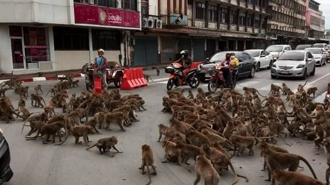 Dua kelompok monyet terlibat tawuran di Thailand. (Foto: Facebook/Wisrut Suwanphak)