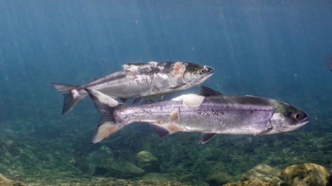 Ikan salmon di Sungai Columbia yang mati seperti direbus hidup-hidup.[YouTube]