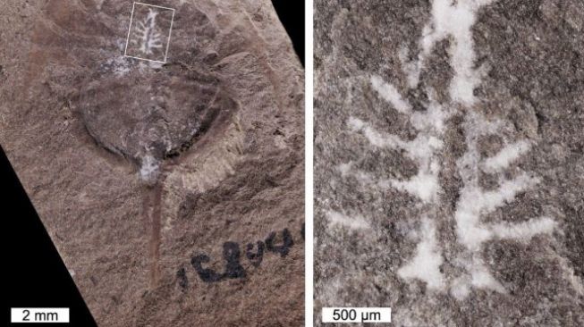 Fosil otak yang terawetkan sempurna. [Livescience]