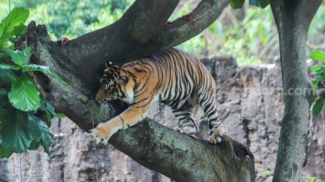 Harimau Sumatera bernama Tino yang sedang dalam proses pemulihan setelah terpapar Covid-19 beraktivitas di kandangnya di Taman Margasatwa Ragunan, Jakarta Selatan, Minggu (1/8/2021). [Suara.com/Alfian Winanto]