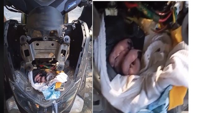 Bayi tikus kepergok nangkring di bagian dalam headlamp motor (TikTok)