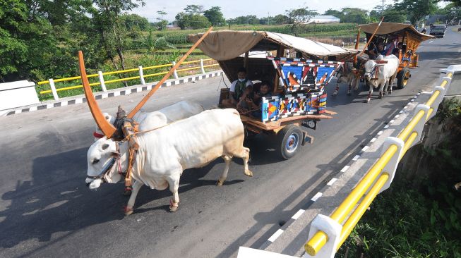 Warga yang menggunakan transportasi gerobak sapi saat melintas di jalan Boyolali-Jatinom, Tulung, Klaten, Jawa Tengah, Minggu (1/8/2021).  ANTARA FOTO/Aloysius Jarot Nugroho