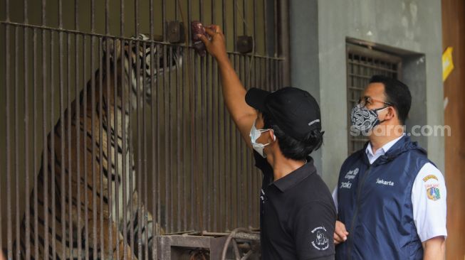 Gubernur DKI Jakarta, Anies Baswedan menengok Harimau Sumatera bernama Tino yang terpapar Covid-19 di Taman Margasatwa Ragunan, Jakarta Selatan, Minggu (1/8/2021). [Suara.com/Alfian Winanto]