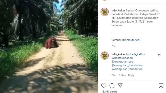 Viral! Seekor Orangutan Berada di Perkebunan Kelapa Sawit