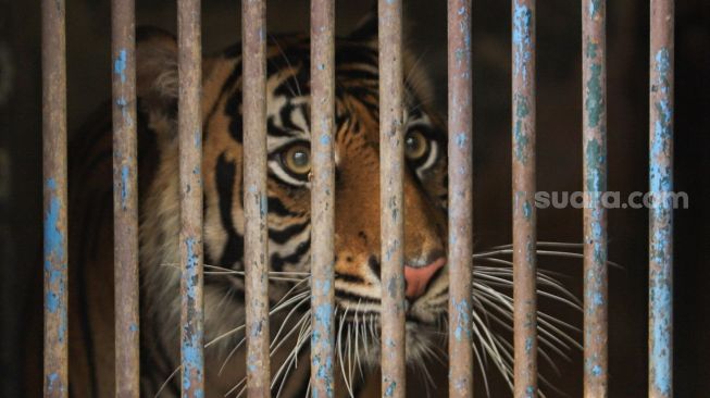 Harimau Sumatera bernama Hari yang terpapar Covid-19 menjalani isolasi di kandang terpisah di Taman Margasatwa Ragunan, Jakarta Selatan, Minggu (1/8/2021). [Suara.com/Alfian Winanto]