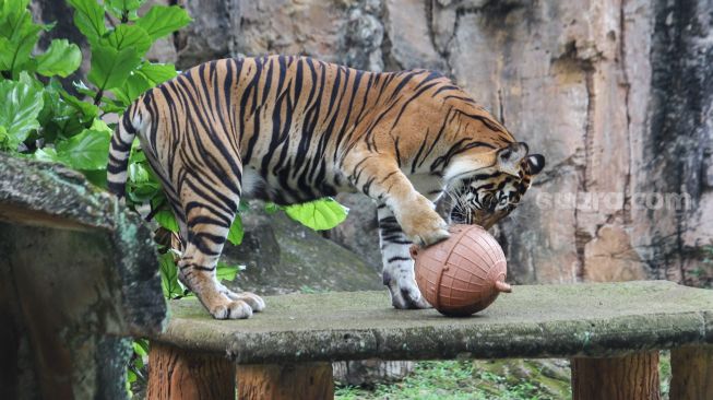 Harimau Sumatera bernama Hari yang terpapar Covid-19 menjalani isolasi di kandang terpisah di Taman Margasatwa Ragunan, Jakarta Selatan, Minggu (1/8/2021). [Suara.com/Alfian Winanto]