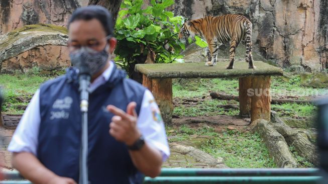 Gubernur DKI Jakarta, Anies Baswedan menengok Harimau Sumatera bernama Tino yang terpapar Covid-19 di Taman Margasatwa Ragunan, Jakarta Selatan, Minggu (1/8/2021). [Suara.com/Alfian Winanto]