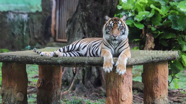 Harimau Sumatera bernama Tino yang sedang dalam proses pemulihan setelah terpapar Covid-19 beraktivitas di kandangnya di Taman Margasatwa Ragunan, Jakarta Selatan, Minggu (1/8/2021). [Suara.com/Alfian Winanto]