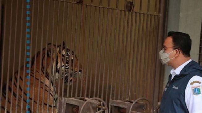 Dua Harimau Positif Covid-19 Saat Ragunan Tutup, Pemprov DKI Telusuri Penyebabnya